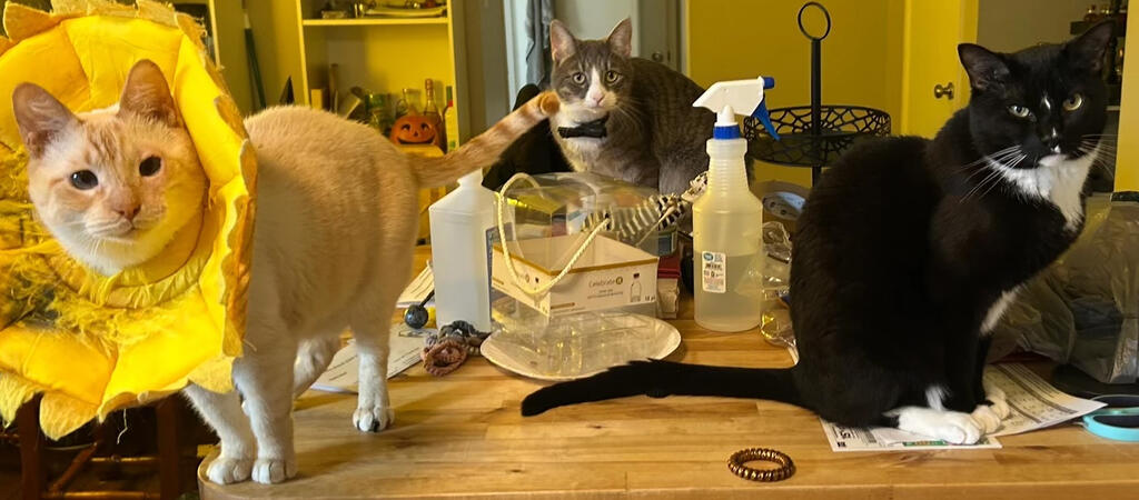 Muffin, Buddy, Rotini